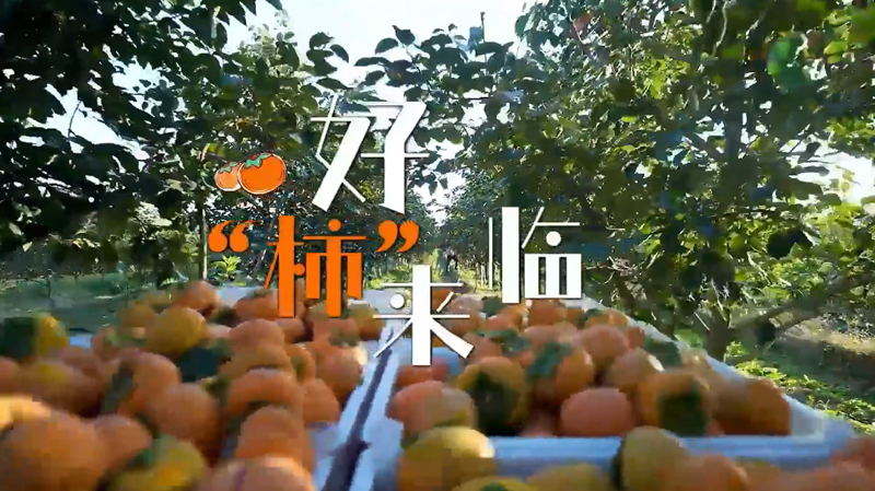 全市优秀党员教育电视片